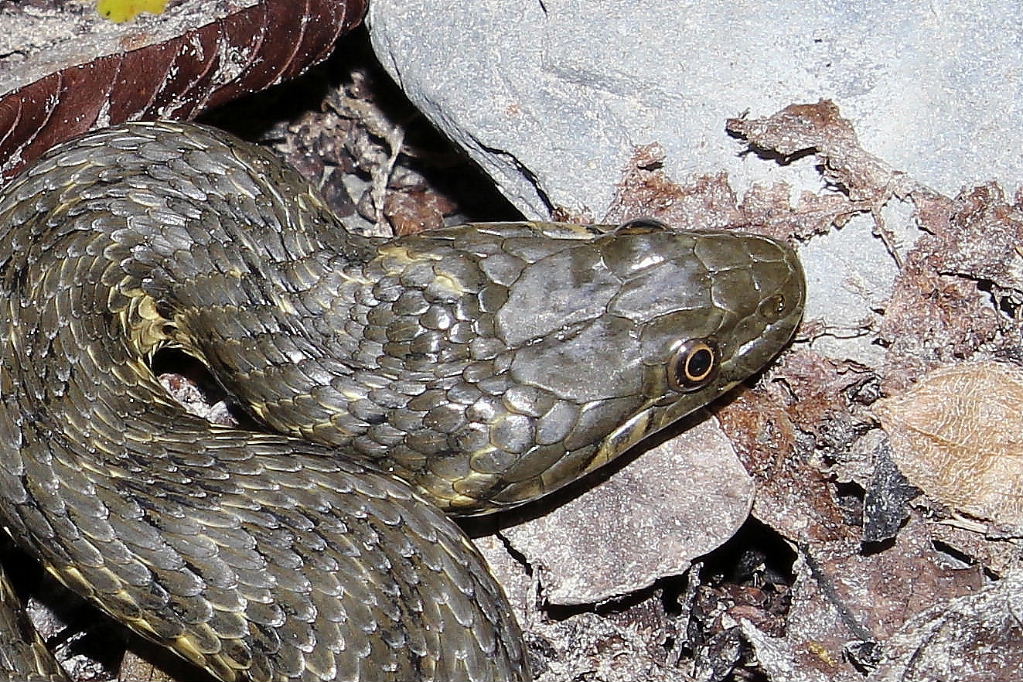 Natrix maura a Genova